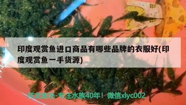 清道夫放魚缸里有用嗎（清道夫能把魚缸清理干凈嗎）