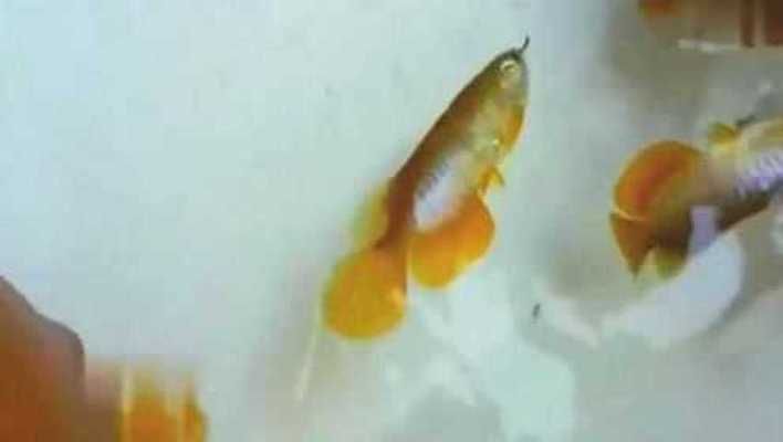 金龍魚幼苗價格，金龍魚幼苗品質鑒別方法金龍魚幼苗品質鑒別方法