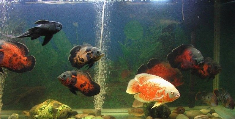 紅龍魚底色太臟怎么辦（紅龍魚底色在哪怎么看）