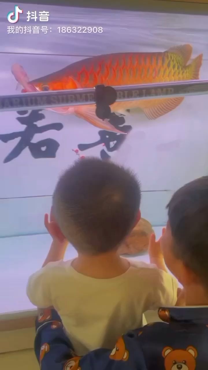 紅龍魚底色太臟怎么辦（紅龍魚底色在哪怎么看）