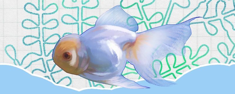 魚(yú)缸造景用什么木條最好（魚(yú)缸造景都可以用什么木頭）