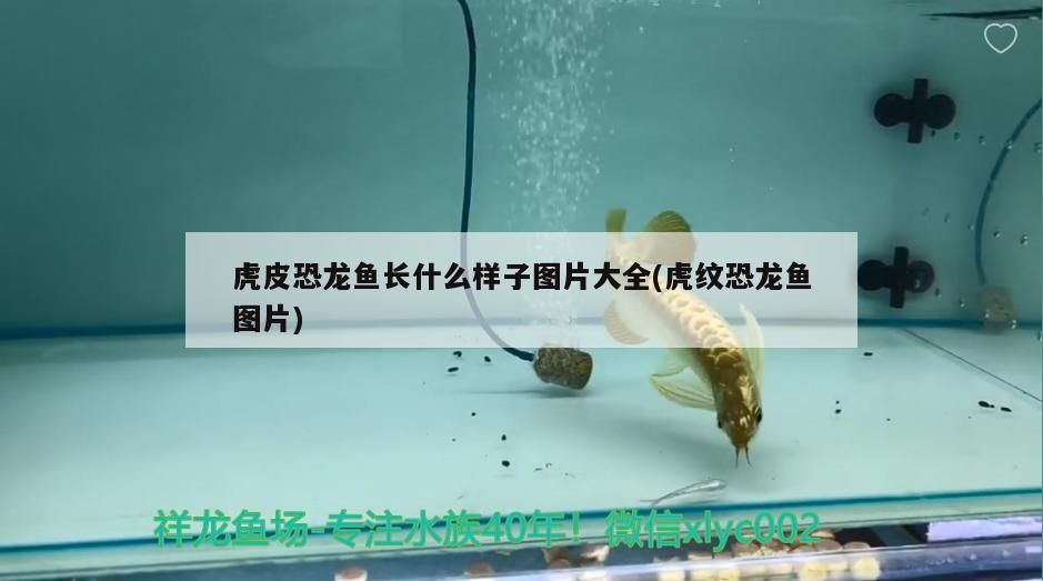 濟(jì)南賣觀賞魚的地方（濟(jì)南觀賞魚市批發(fā)市場）
