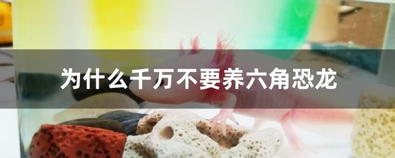 魚缸除藻劑什么成分最好（清理魚缸缸壁上的綠藻最好的方法） 魚缸除藻劑什么成分最好（清理魚缸缸壁上的綠藻最好的方法） 龍魚百科 第2張