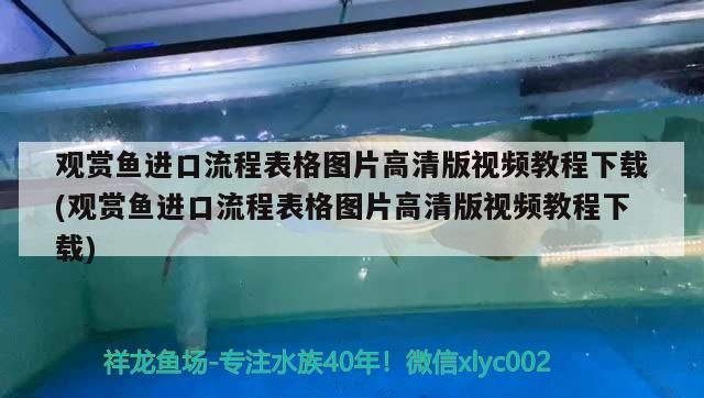 金魚缸能養錦鯉嗎有毒嗎圖片（金魚魚缸里可以養什么綠植）