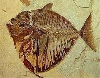 紅龍魚圖解