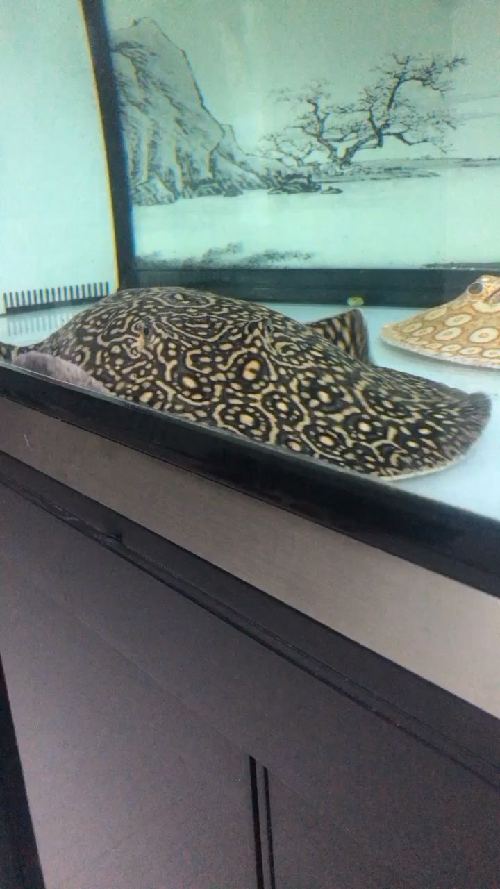 超白魚缸去哪買好一點兒的簡單介紹