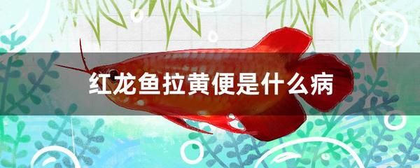 龍魚那個(gè)品種最好看 龍魚哪種好養(yǎng)