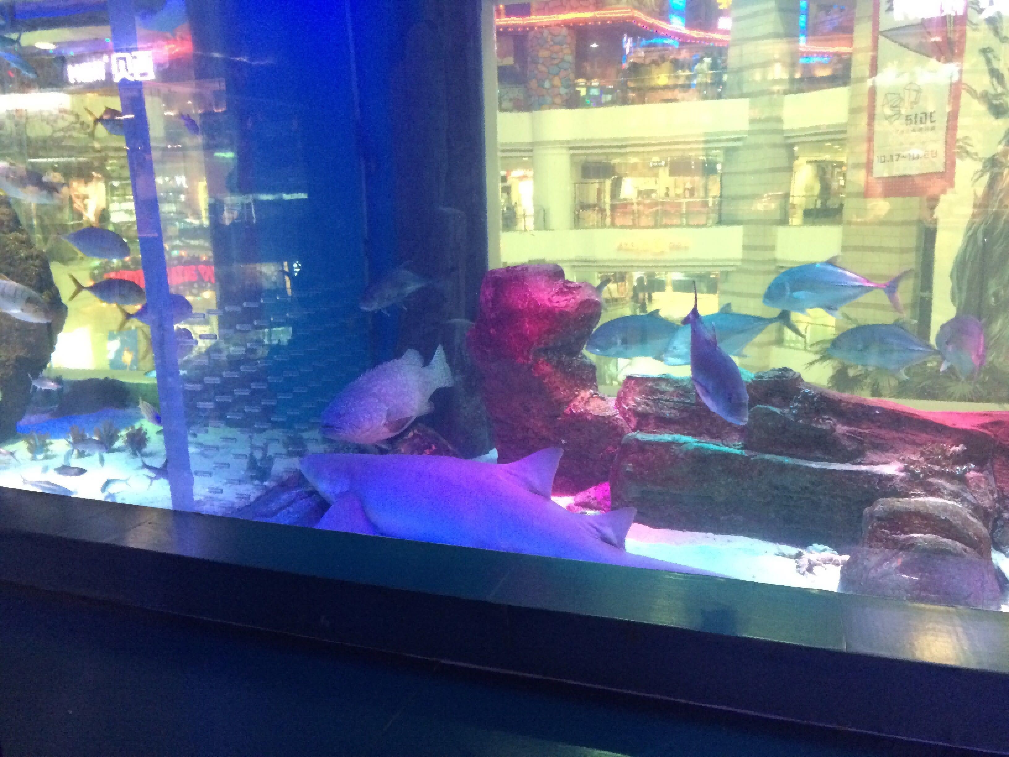 龍魚封缸全封還是留個縫隙