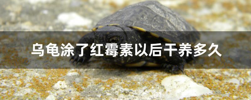 魚缸什么材質好?（家里養魚魚缸放在什么位置好）