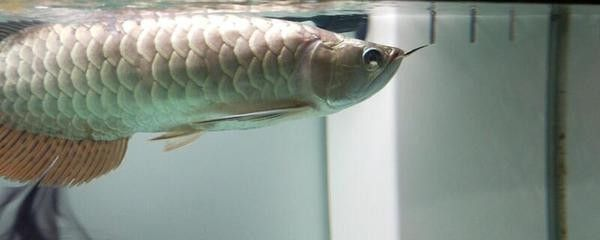 龍魚翻肚皮是什么原因魚鰾