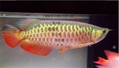 金龍魚多久發色完成啊：金龍魚發色周期金龍魚發色過程和發色過程圖解