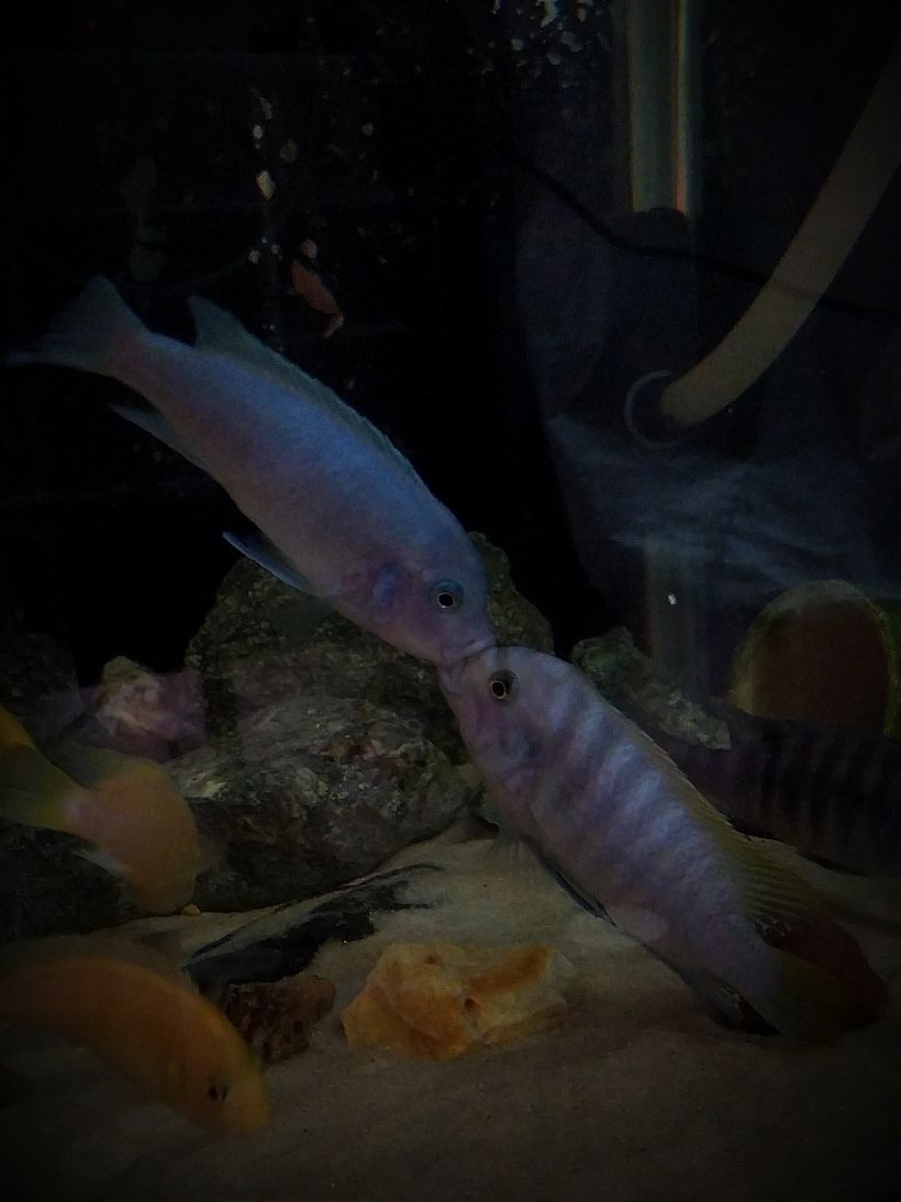鞍山魚市觀賞魚批發市場是否解封了（ 2021鞍山魚市觀賞魚批發市場營業時間）