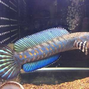 古典藍龍魚多少錢一條