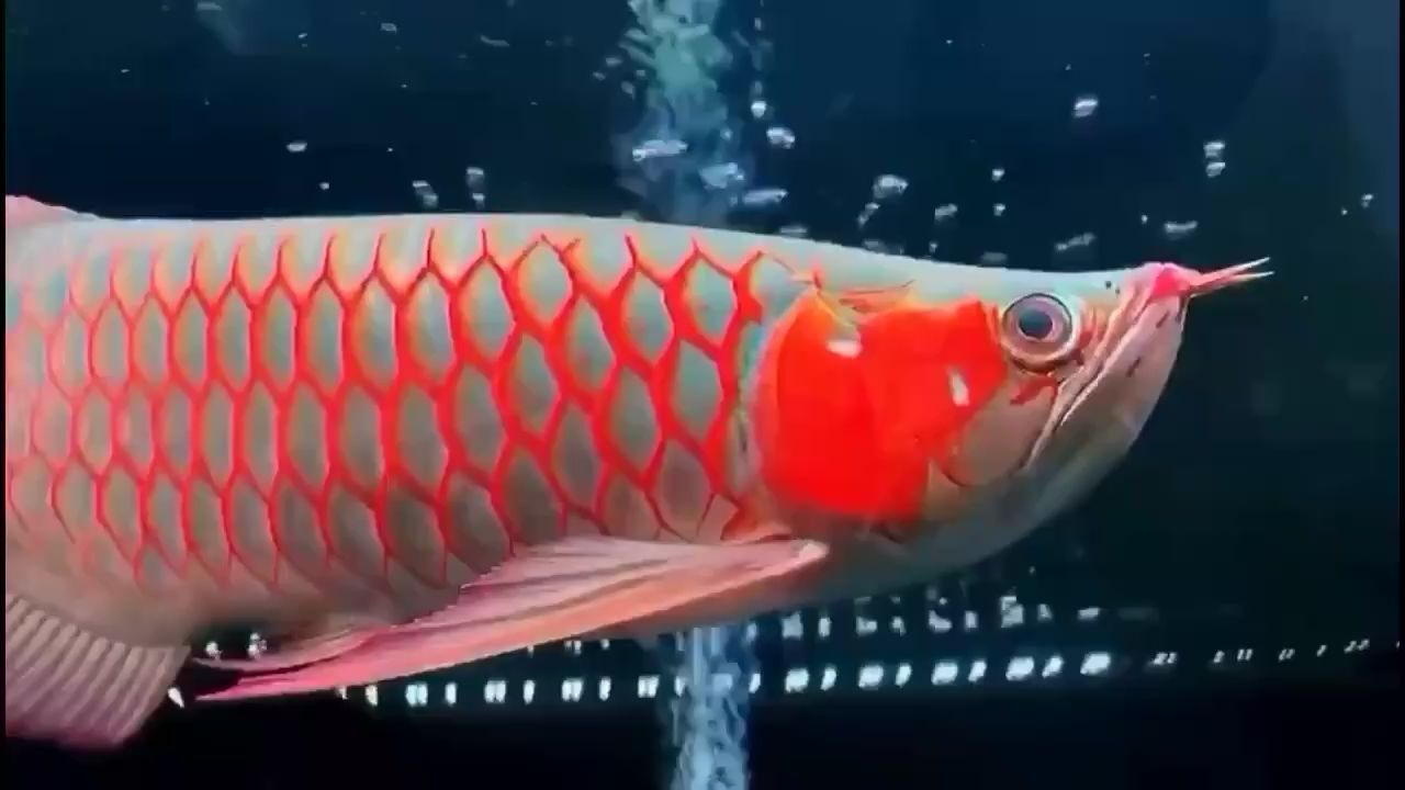 廊坊水族批發(fā)市場(chǎng)在哪里呀（廊坊淡水魚(yú)批發(fā)市場(chǎng)）