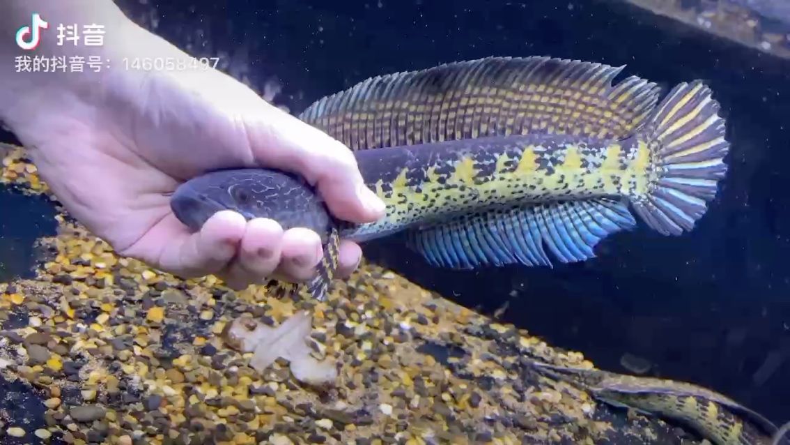 龍魚是哪里的特產啊（龍魚是哪個地方的?）