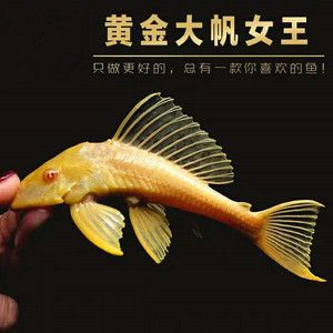 女王大帆會被龍魚吃嗎 龍魚百科 第6張 女王大帆會被龍魚吃嗎 女王大帆會被龍魚吃嗎 龍魚百科 第6張