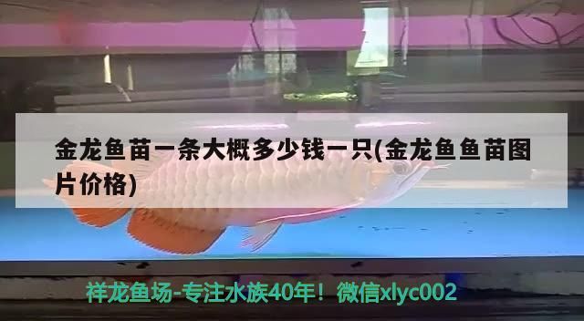 迷你鸚鵡魚魚缸背景用什么顏色（迷你鸚鵡魚魚缸背景用什么顏色好看）