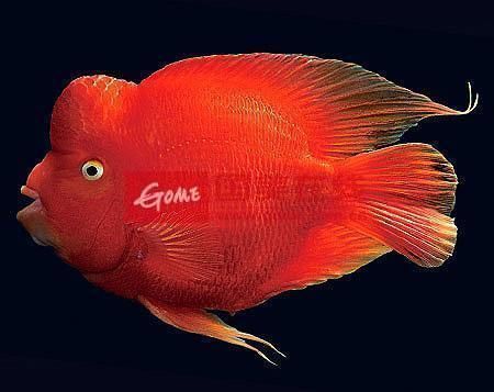 戰車龍魚體型的特點：戰車體型龍魚與普通龍魚的區別探秘