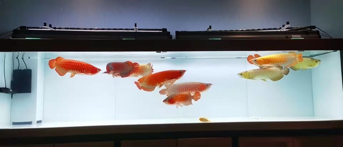 魚缸水草泥和底砂混用（水草泥和底砂混用造景圖）