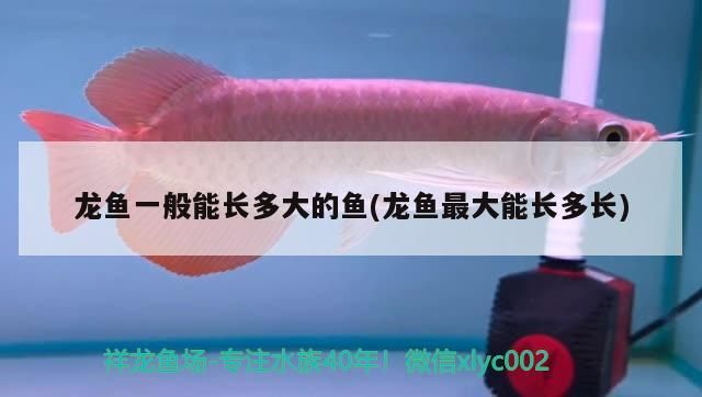 沈陽天王魚缸官網旗艦店在哪 沈陽天王魚缸售后電話 沈陽天王魚缸官網旗艦店在哪 沈陽天王魚缸售后電話 龍魚百科 第2張