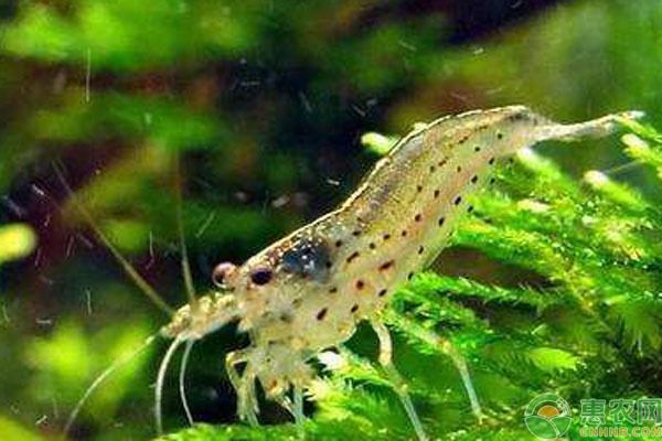 虎魚和龍魚哪個對水質要求嚴