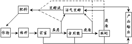 龍魚吃什么食物為主