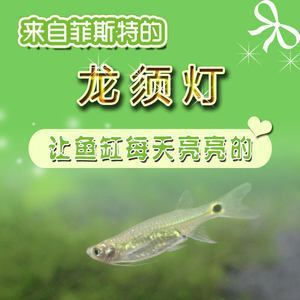 龍魚(yú)的龍須有什么作用與功效禁忌