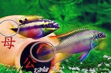 聊城觀賞魚于洋（聊城魚館） 聊城觀賞魚于洋（聊城魚館） 龍魚百科 第2張