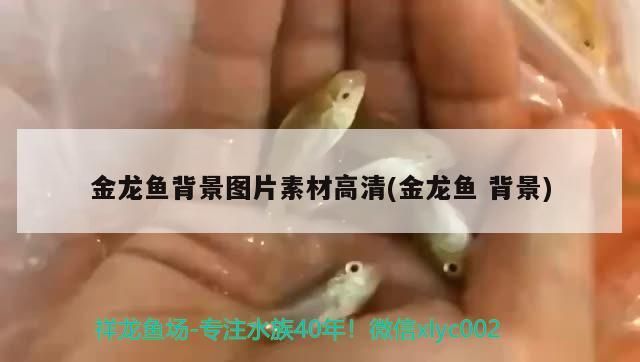 家里魚缸破了該怎么扔（家中魚缸破了什么預(yù)兆）