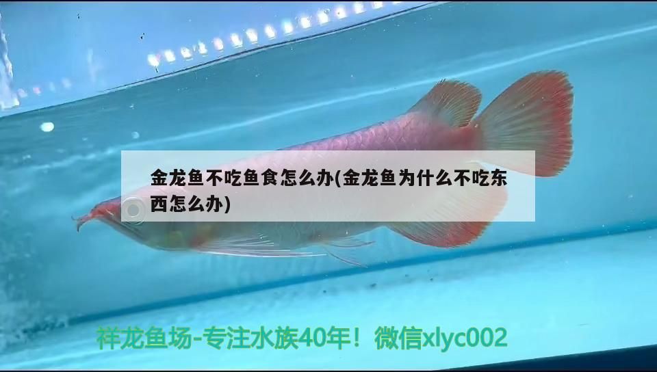 十大名貴觀賞魚金龍魚價格多少 金龍魚最貴的品種排名