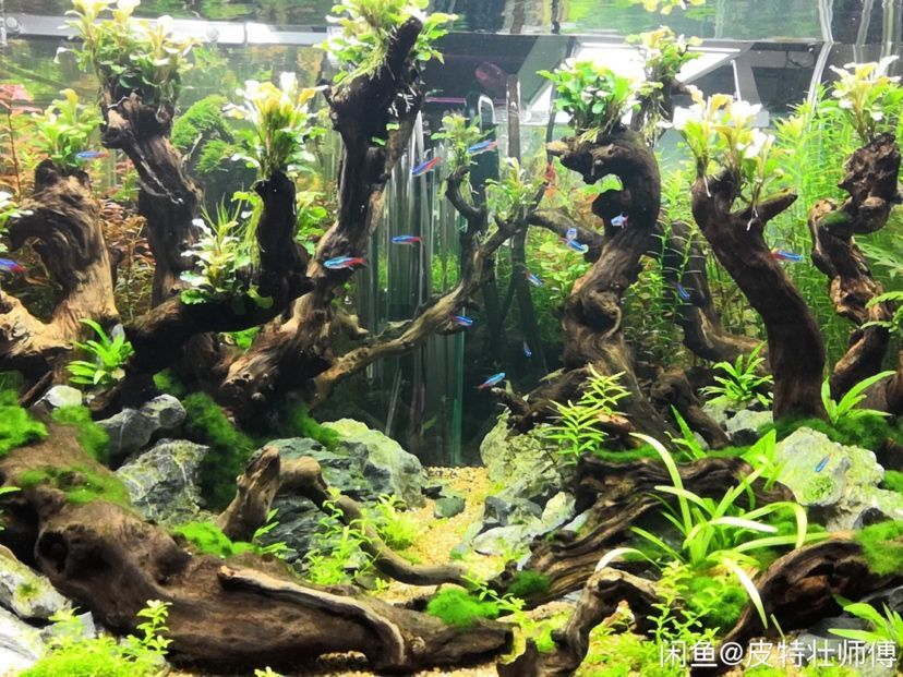 邯鄲森森魚缸（森森魚缸廠家電話）