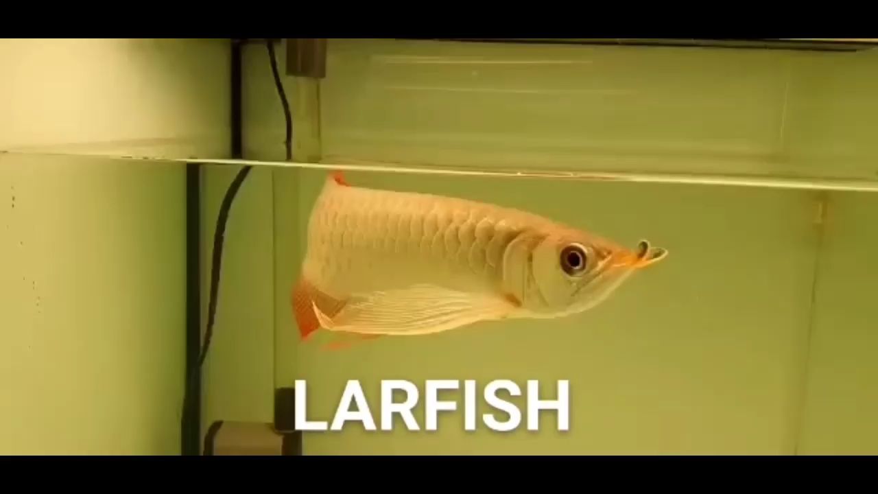 家庭魚缸的最佳尺寸圖(家庭魚缸的最佳擺放位置圖) 龍魚百科 第3張 家庭魚缸的最佳尺寸圖(家庭魚缸的最佳擺放位置圖) 家庭魚缸的最佳尺寸圖(家庭魚缸的最佳擺放位置圖) 龍魚百科 第3張