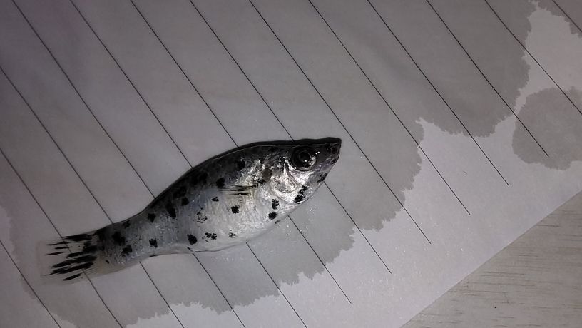 魚缸用放在有陽光的地方嗎好嗎（魚缸用放在有陽光的地方嗎好嗎） 魚缸用放在有陽光的地方嗎好嗎（魚缸用放在有陽光的地方嗎好嗎） 龍魚百科 第3張