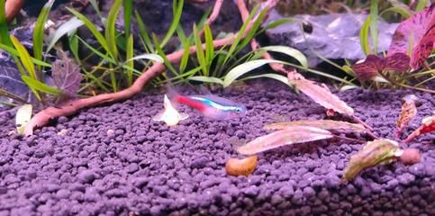 紅色的金龍魚叫什么魚名字呢 龍魚百科 第2張 紅色的金龍魚叫什么魚名字呢 紅色的金龍魚叫什么魚名字呢 龍魚百科 第2張
