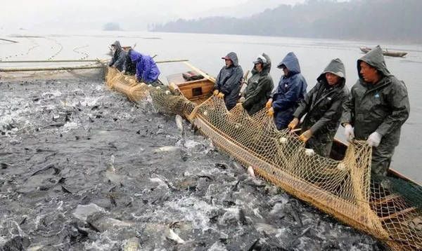 招財貓魚和龍魚的區別是什么呢：招財貓魚與龍魚的區別，外觀、習性及文化寓意全解析