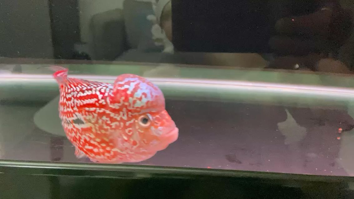 藍色的魚缸海鹽會改變水的顏色嗎為什么是綠色的 藍色的海鹽能養魚不