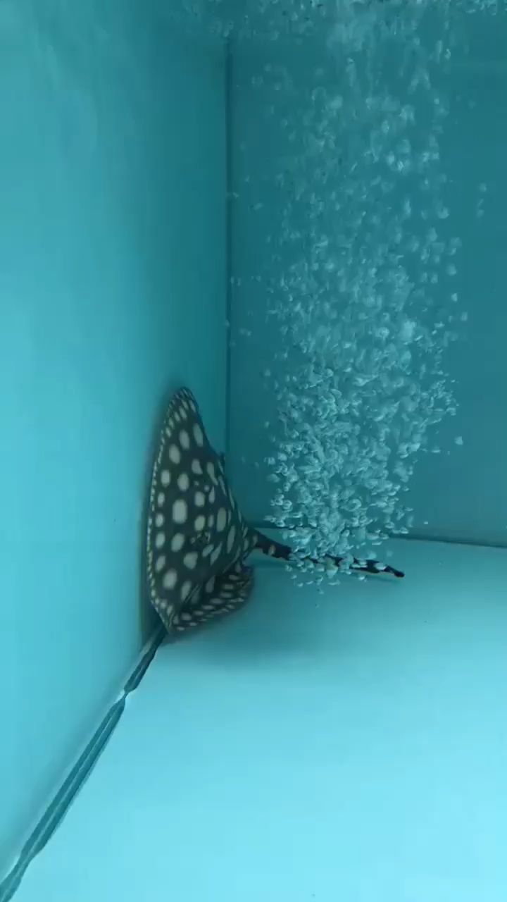 消毒水可以給魚缸消毒嗎(消毒水可以給魚缸消毒嗎為什么)
