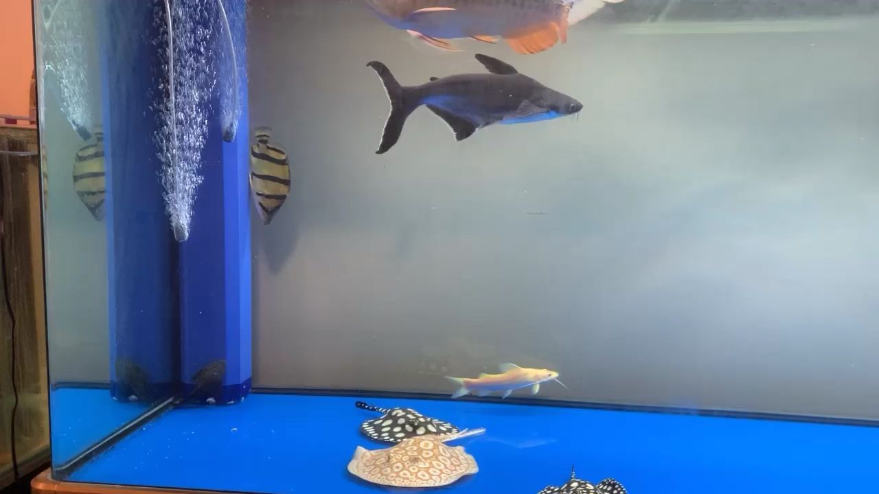 高背金龍魚一年能長多大圖片(高背金龍魚一年能長多大圖片視頻)