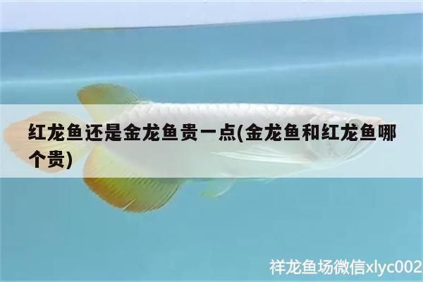 金龍魚和紅龍魚哪個(gè)貴一點(diǎn),金龍魚和紅龍魚哪個(gè)更貴 龍魚百科 第3張 金龍魚和紅龍魚哪個(gè)貴一點(diǎn),金龍魚和紅龍魚哪個(gè)更貴 金龍魚和紅龍魚哪個(gè)貴一點(diǎn),金龍魚和紅龍魚哪個(gè)更貴 龍魚百科 第3張