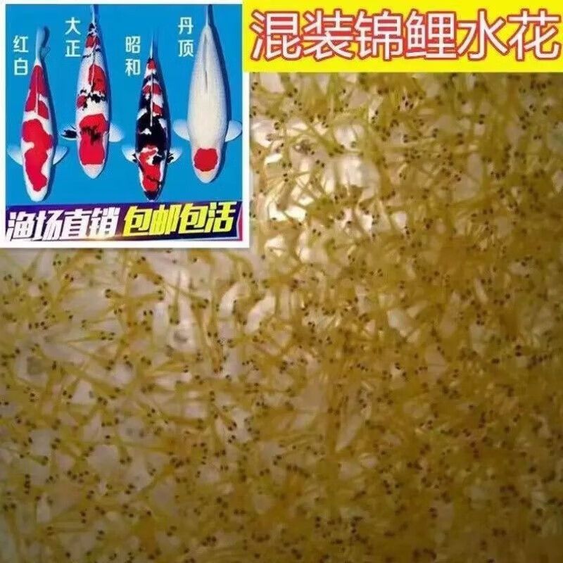 龍魚能生小魚嗎視頻：龍魚的繁殖奧秘，能否生小魚？