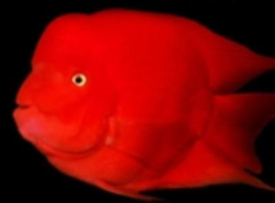 最好養的雷龍魚是哪種品種的：探秘雷龍魚，哪種品種最好養？