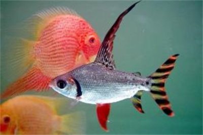 潮州觀賞魚店哪家好一點(diǎn)的（潮州金魚批發(fā)市場(chǎng)在哪里）