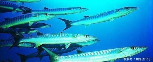 龍魚多少溫度合適繁殖后代呢