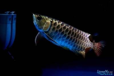 龍魚學堂，龍魚學堂在線論壇討論龍魚養殖水質管理技巧龍魚常見疾病預防指南