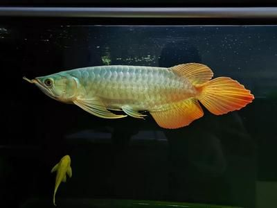龍魚學(xué)堂，龍魚學(xué)堂在線論壇討論龍魚養(yǎng)殖水質(zhì)管理技巧龍魚常見疾病預(yù)防指南