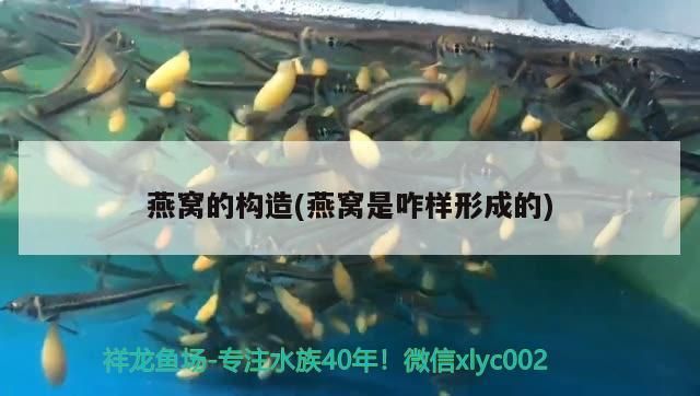 威縣哪里有賣魚缸的地方呀圖片(威縣哪里有賣魚缸的地方呀圖片視頻) 威縣哪里有賣魚缸的地方呀圖片(威縣哪里有賣魚缸的地方呀圖片視頻) 龍魚百科 第3張