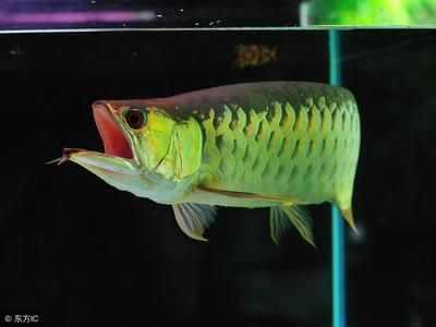 龍魚出生多大可以繁殖
