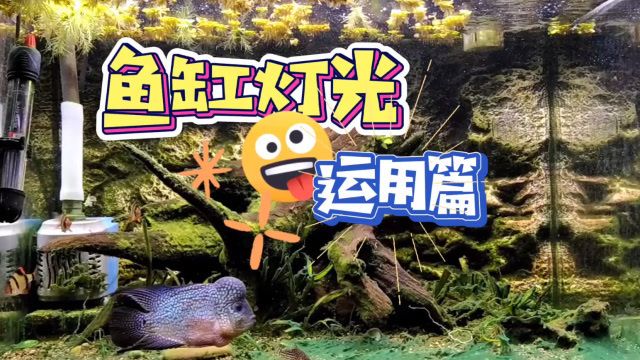 龍魚鼻子爛還能恢復么視頻(龍魚鼻子爛還能恢復么視頻講解) 龍魚鼻子爛還能恢復么視頻(龍魚鼻子爛還能恢復么視頻講解) 龍魚百科 第2張