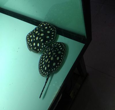 龍魚黑缸是什么缸（ 龍魚黑缸是什么缸啊）