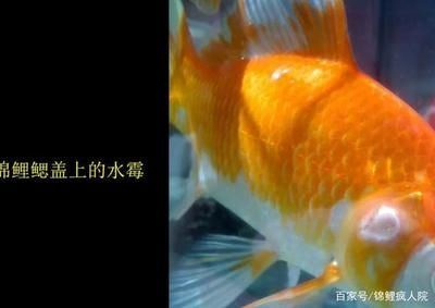 防止錦鯉水霉病的有效方法，如何預(yù)防錦鯉水霉病的發(fā)生 防止錦鯉水霉病的有效方法，如何預(yù)防錦鯉水霉病的發(fā)生 龍魚(yú)百科 第5張